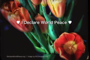IDWP Peace Tulips 
